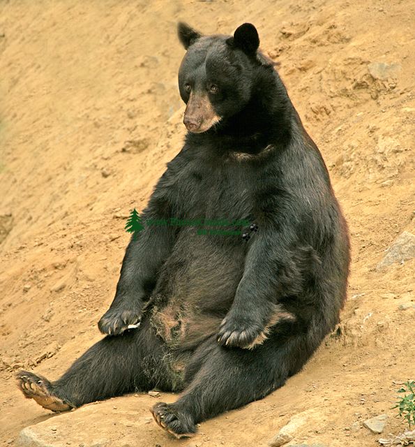 Cinnamonbearsitting007 595×640 Pixels Asian Black Bear Bear Black Bear