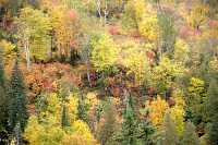 Gaspe Peninsula, Fall Colours, Quebec, Canada CM11-05